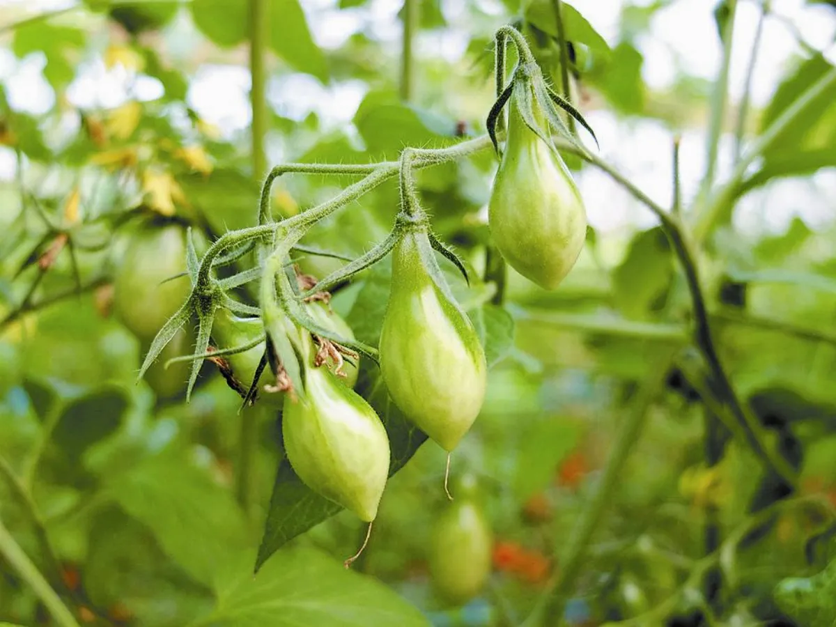 素食大廚變果農 高文聰種頂級小番茄