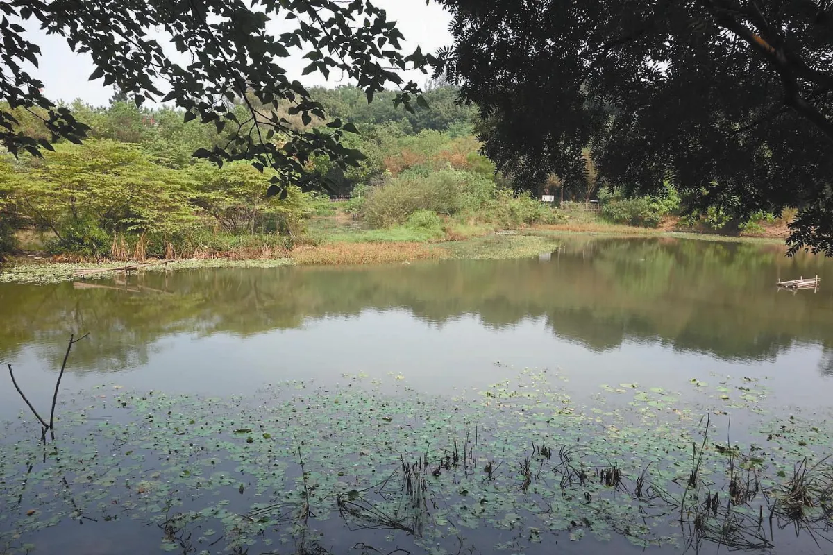 綠色珍珠鳥松溼地 翠鳥棲息