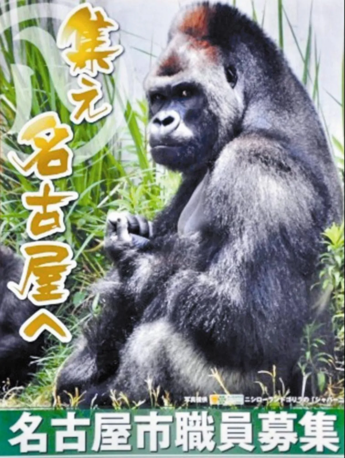 日本召募公僕 型男大猩猩代言