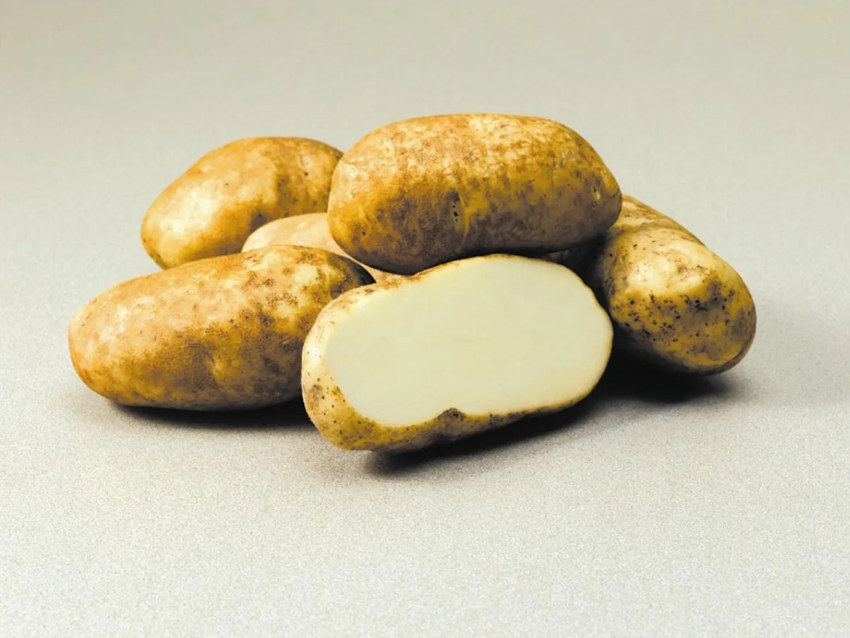 懷孕吃多馬鈴薯 罹糖尿病高風險