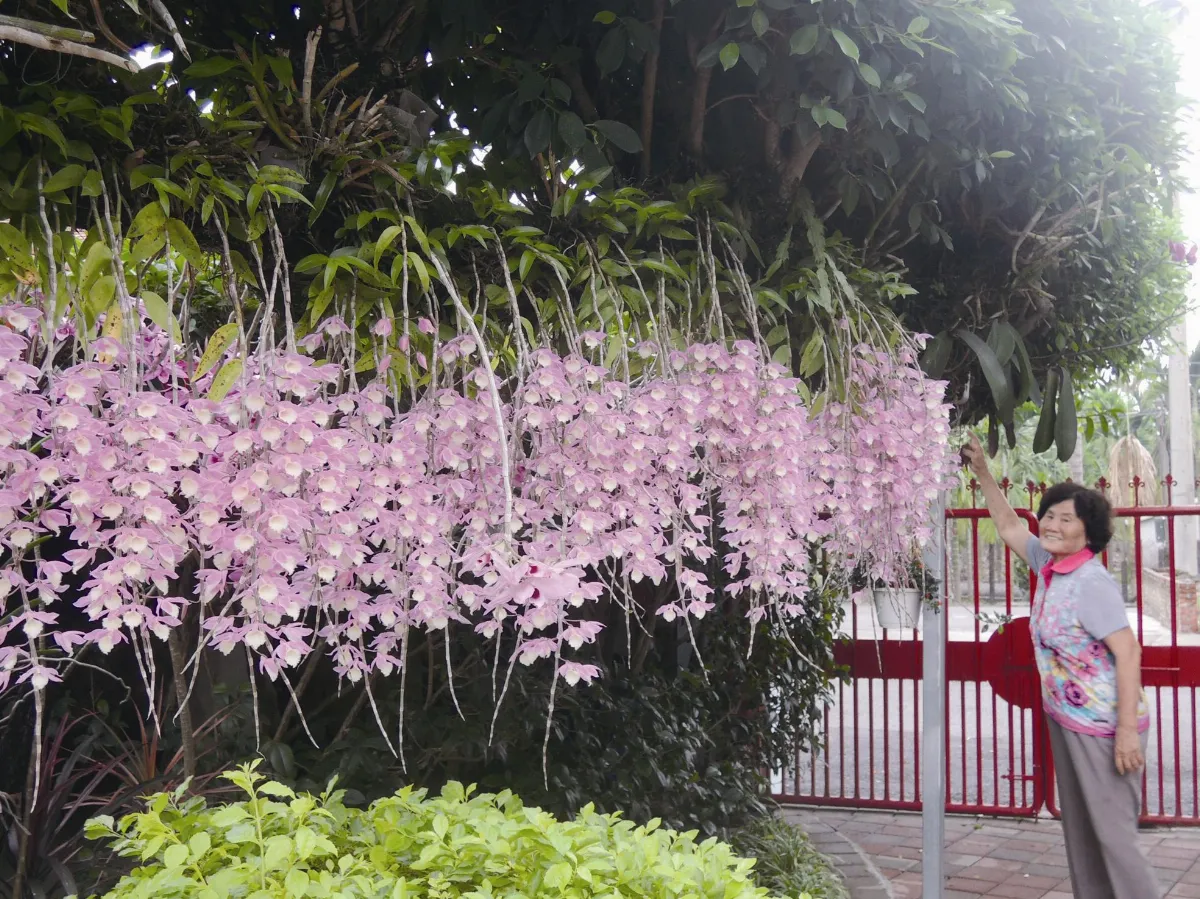 阿婆的愛化身石斛蘭花祝福