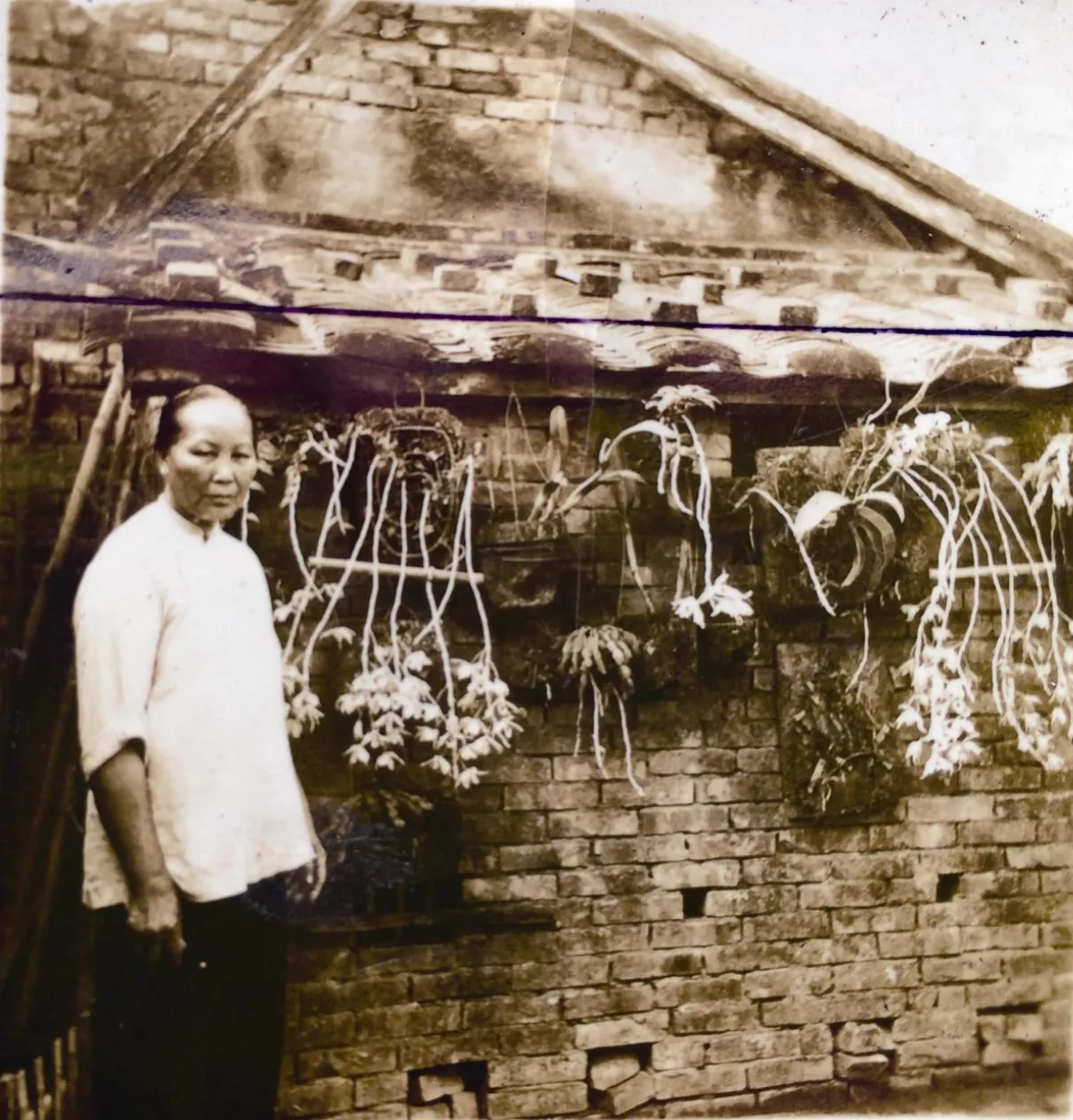 阿婆的愛化身石斛蘭花祝福