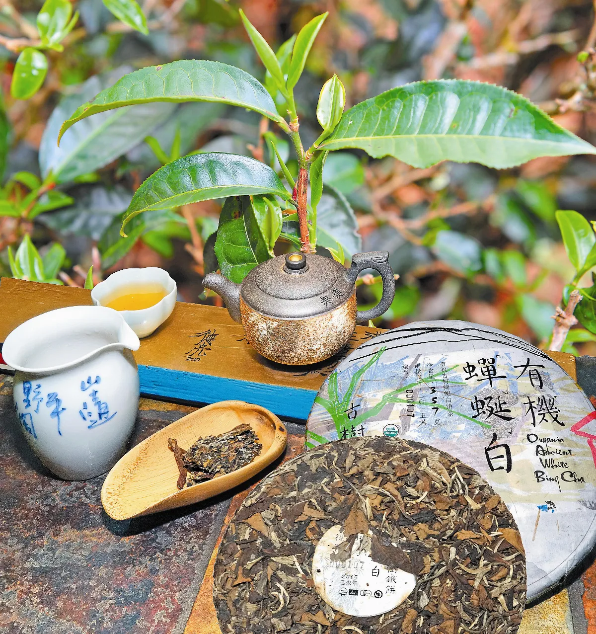茶來茶去 來自千年古茶樹的大葉種著蜒白茶