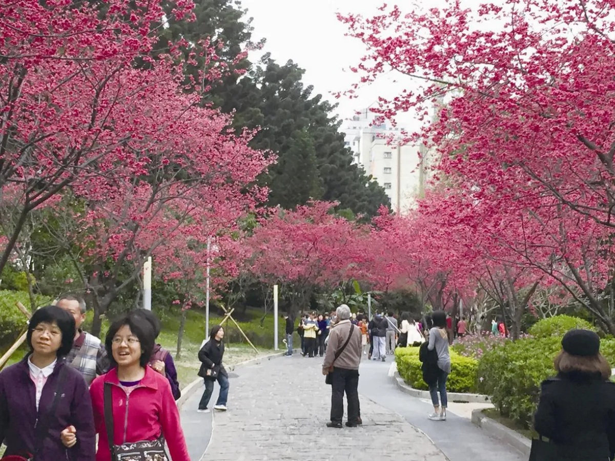春節賞遊 櫻花專車 熱賣逾七成