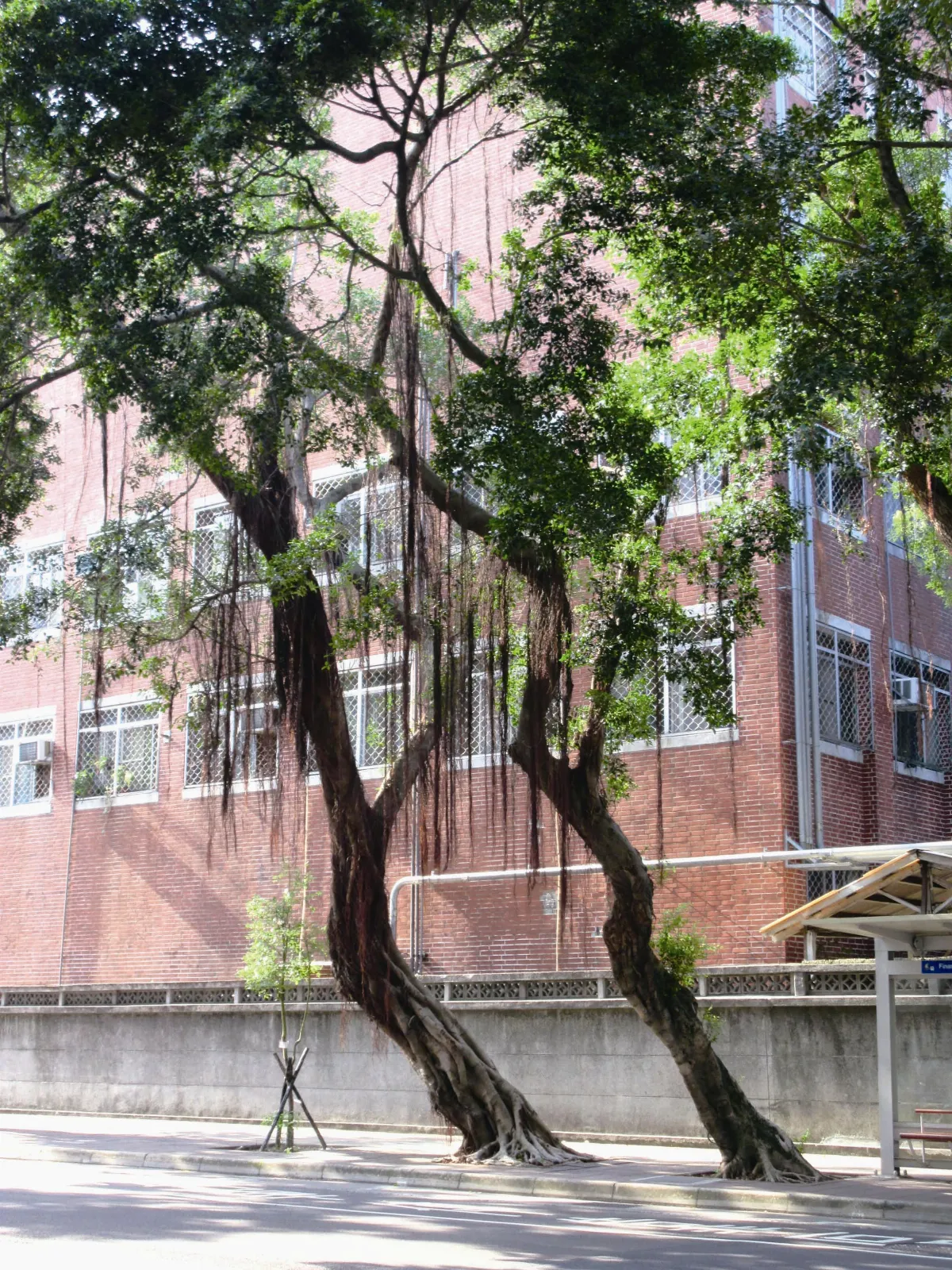生活快門 彎腰榕樹