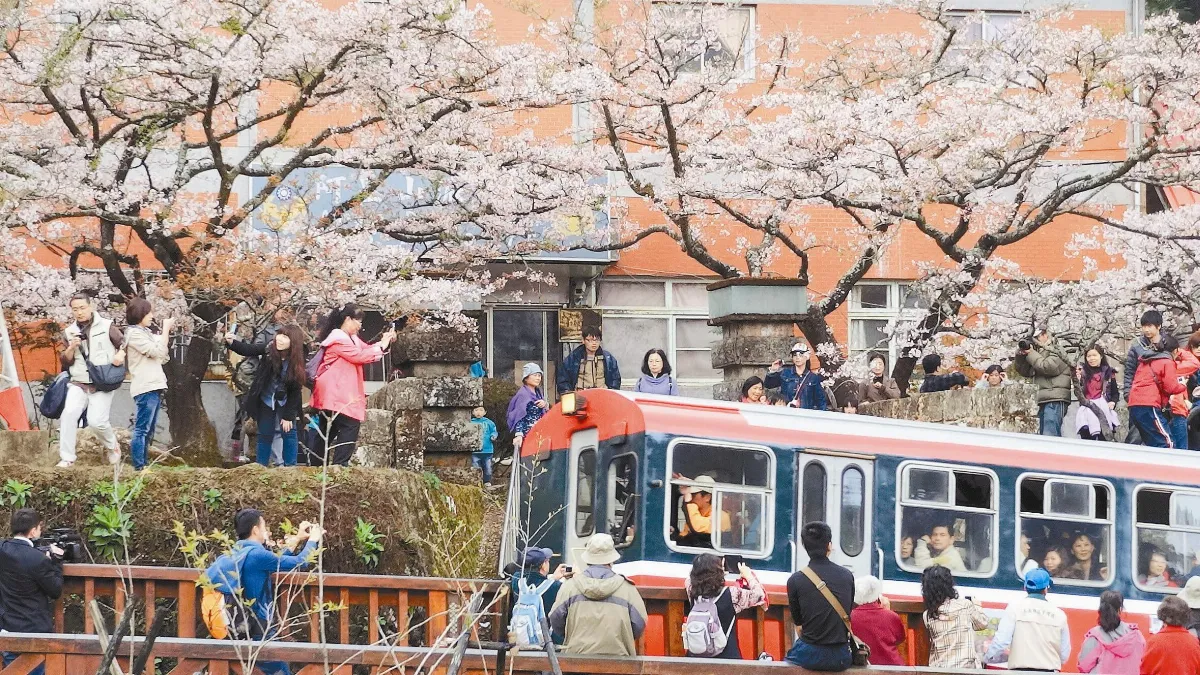 阿里山花季 3月10日登場 假日總量管制1.6萬人