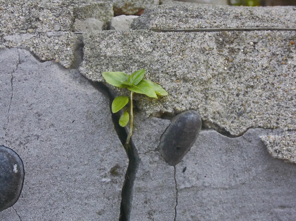 生命畫語 縫隙裡的生命