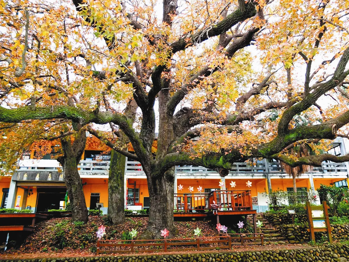 校舍新年穿新衣 相映百年楓香樹