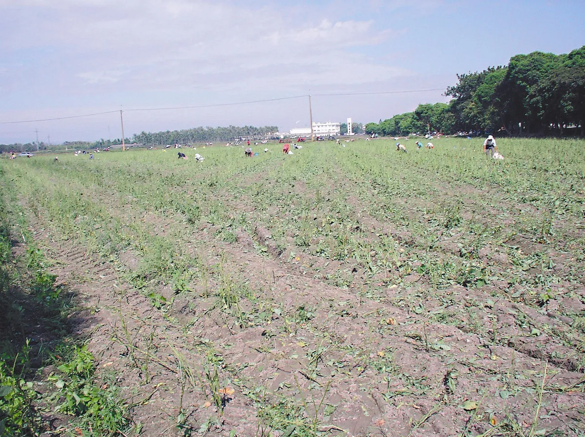 天然園 屏東故鄉撿毛豆
