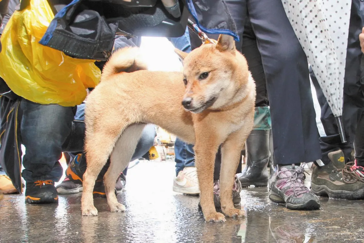 困150小時 柴犬貝果生還