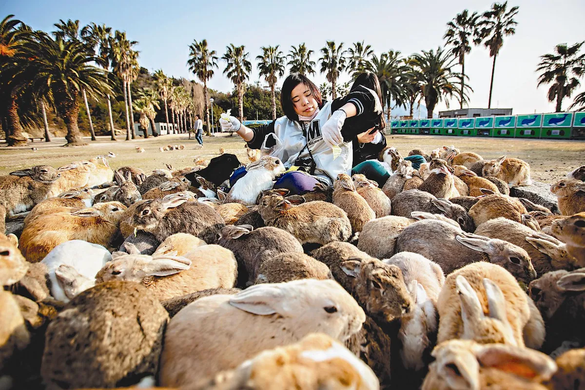 最惡毒氣島 變身最萌兔子島