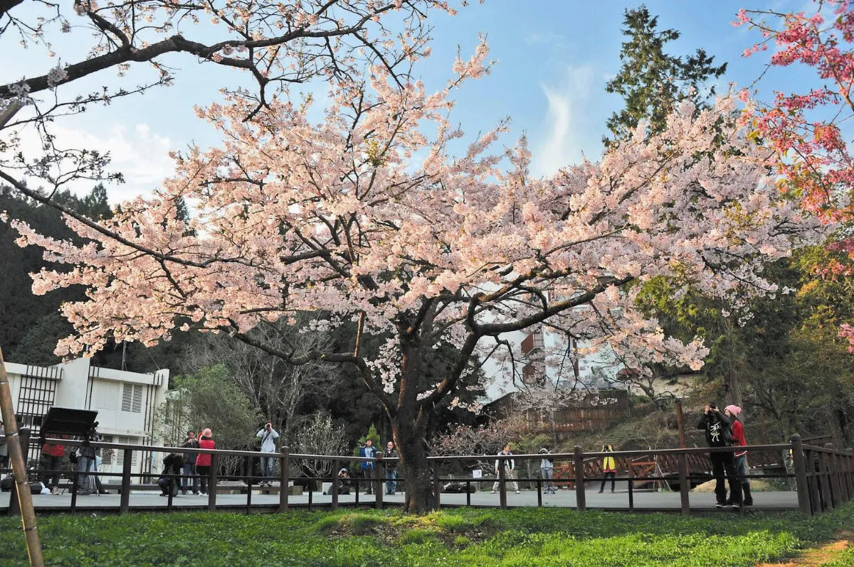 梅山李花 阿里山櫻花 爭相綻放