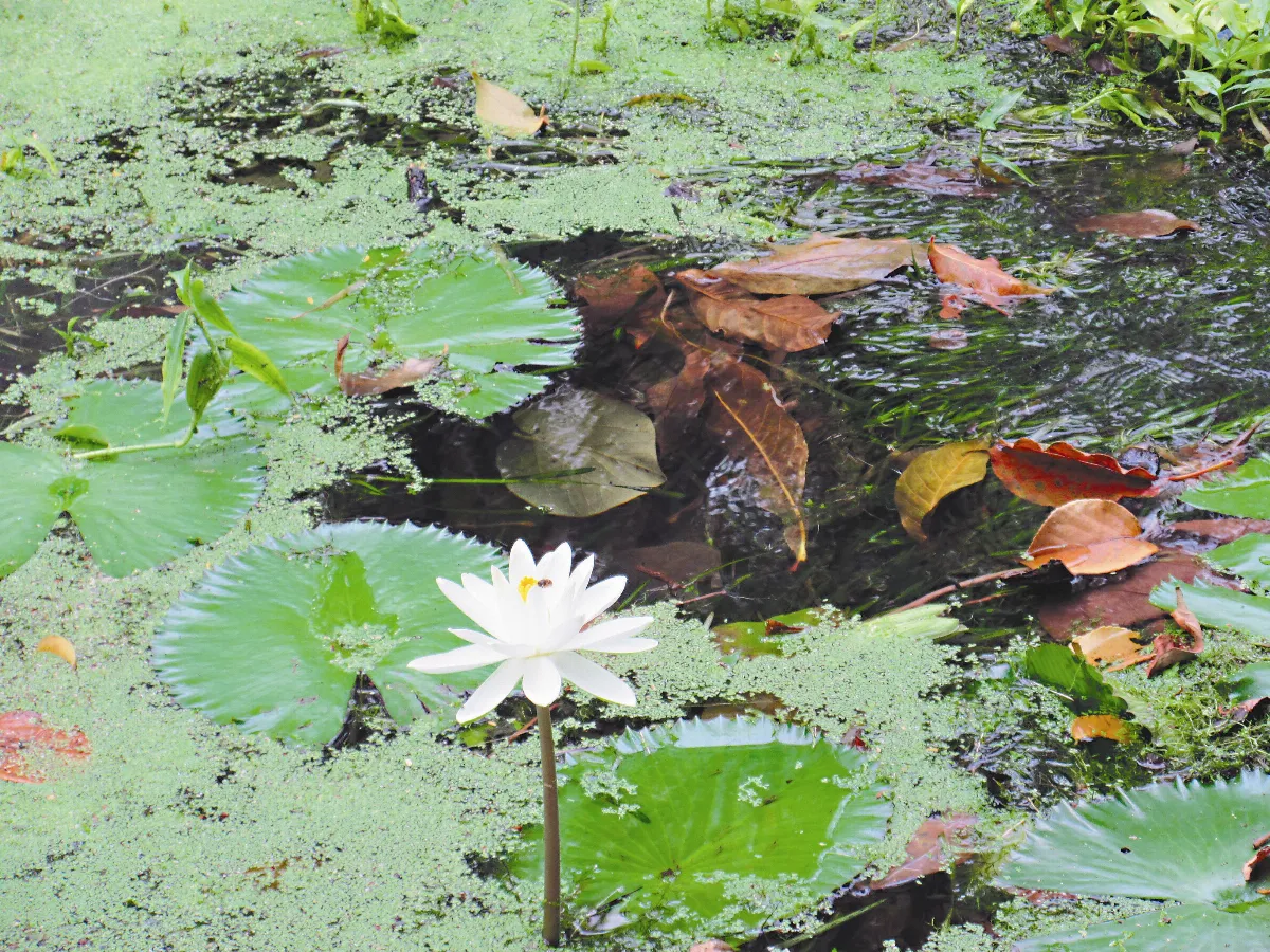 【斯土巡禮】河川中的蓮花