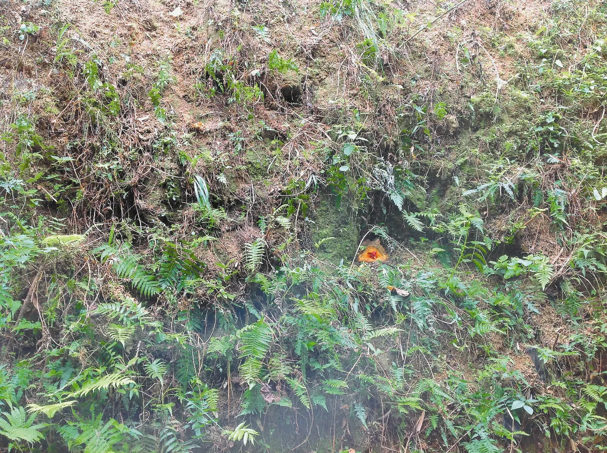 【人間植物禪】山壁上的故事