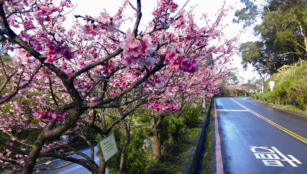 旅遊大小事 烏來櫻花趣