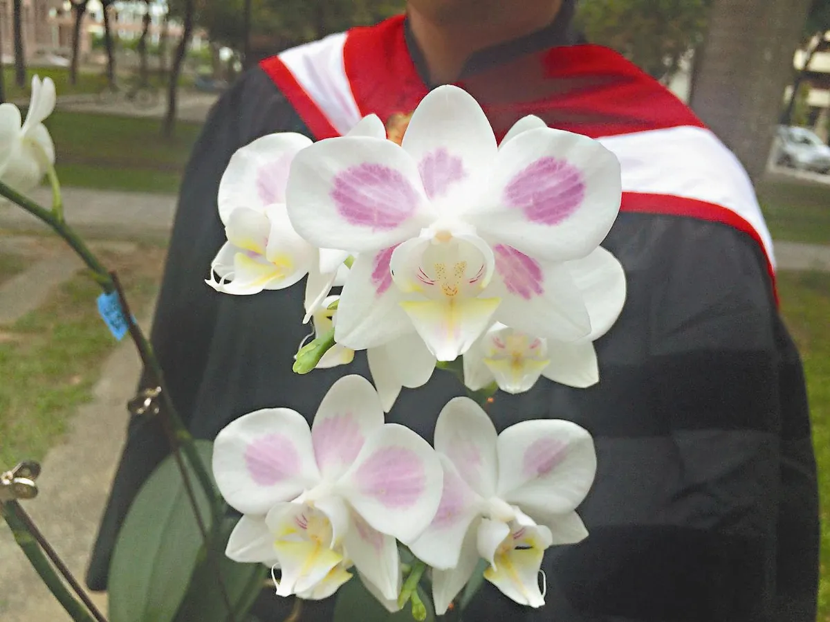 花瓣畫圖 心機蘭獨步全球
