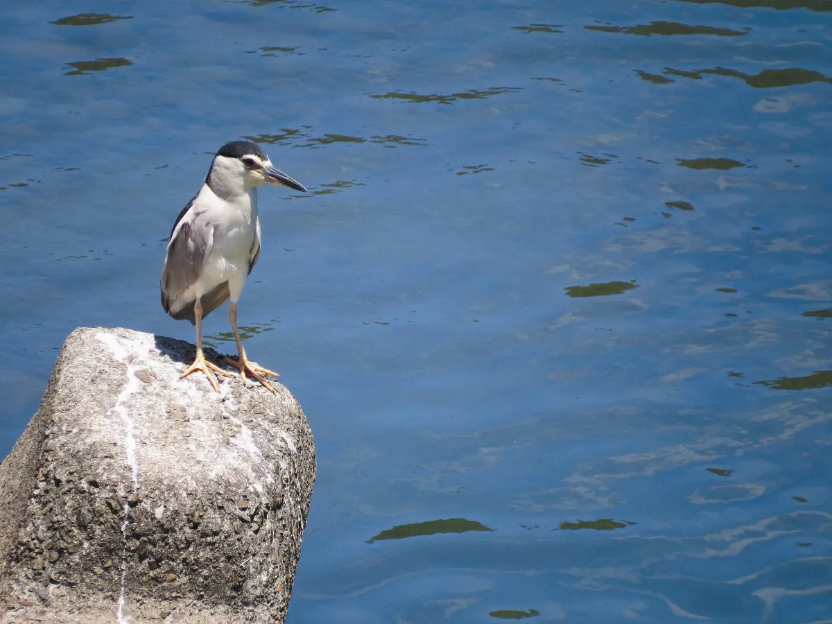 賞鳥懶人包 4私房景點揭密