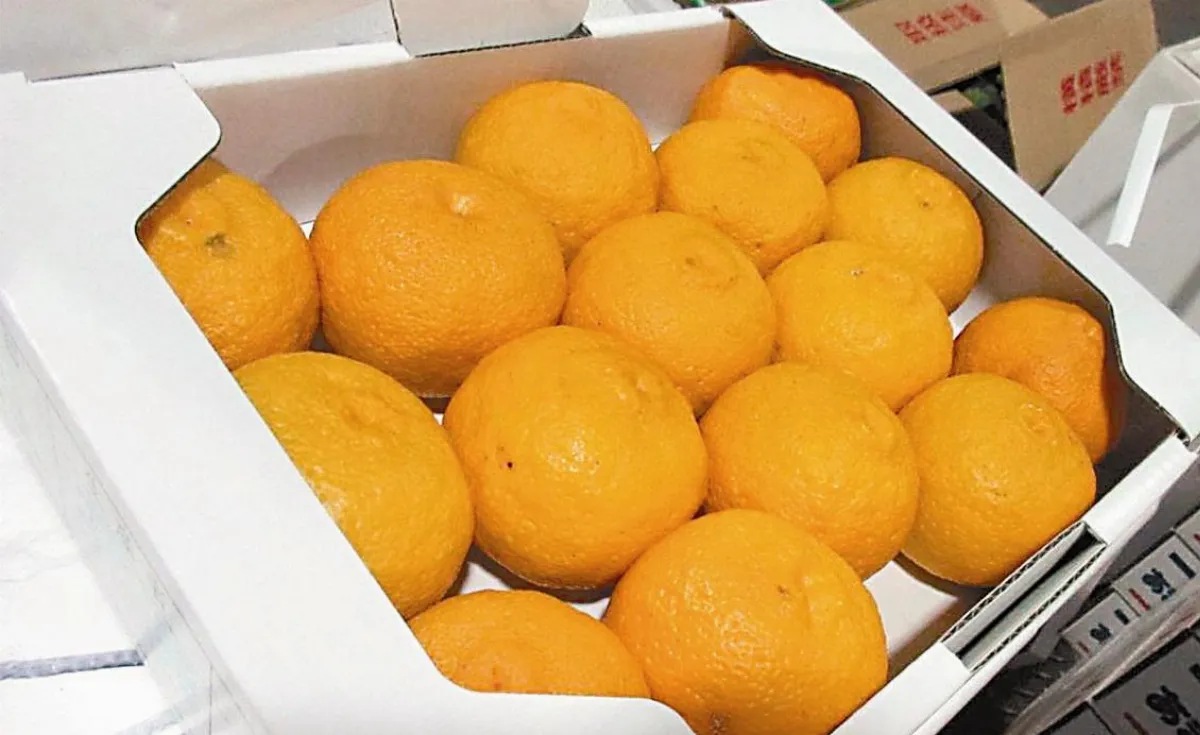 進口蔬菜 連2年蟬聯不合格王