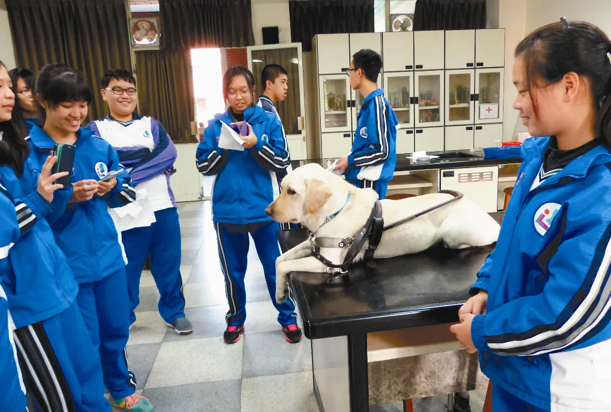 失業導盲犬 想當你的眼