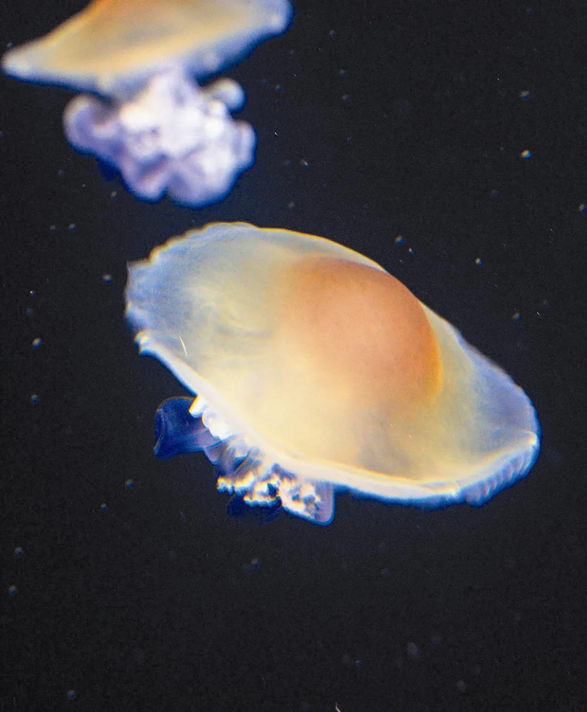 海中嬌客 荷包蛋水母吸睛