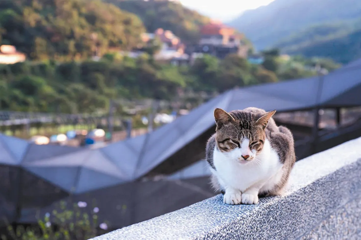 大數據解密 陸客愛逛西門町、訪猴硐