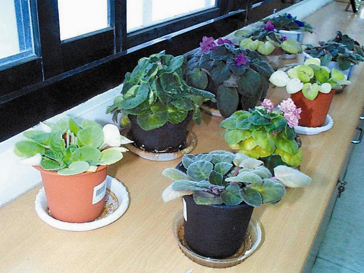 擺對室內植物 髒空氣退散