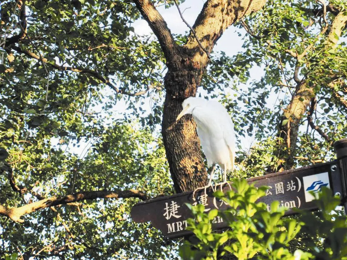 生活快門 你在看我嗎？