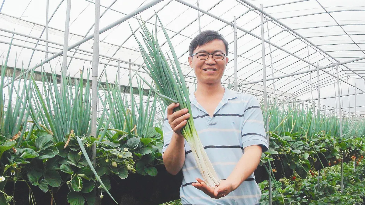 種蔥驅蟲 長出超大草莓