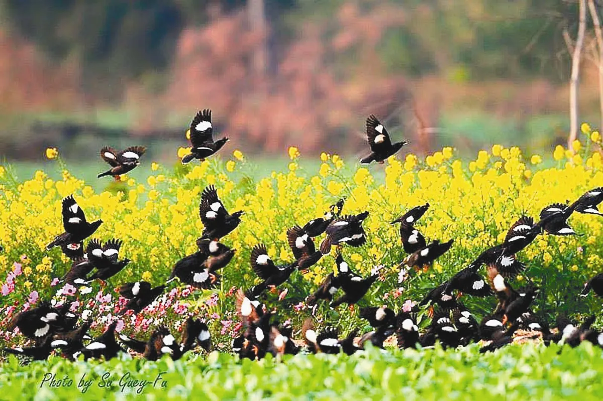 資深「鳥人」揭密 八哥為什麼不叫一哥？