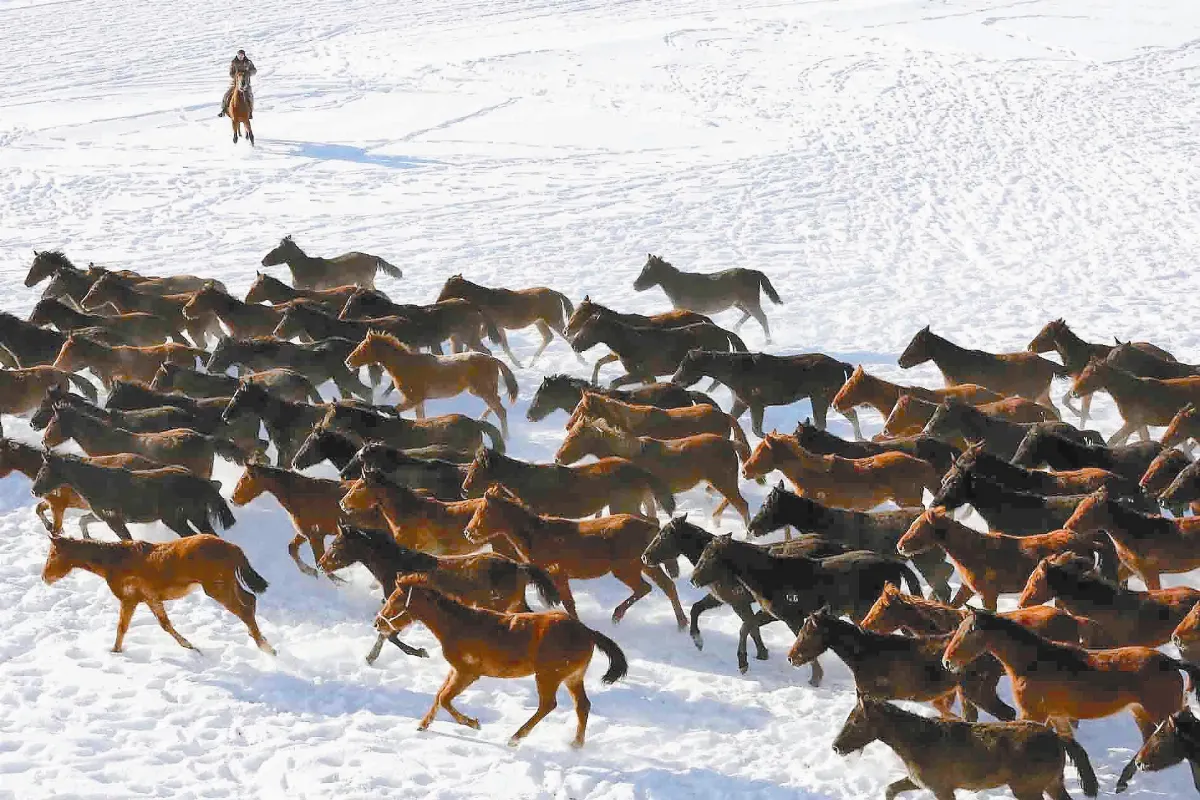 中國天馬之鄉  伊犁昭蘇發展馬產業