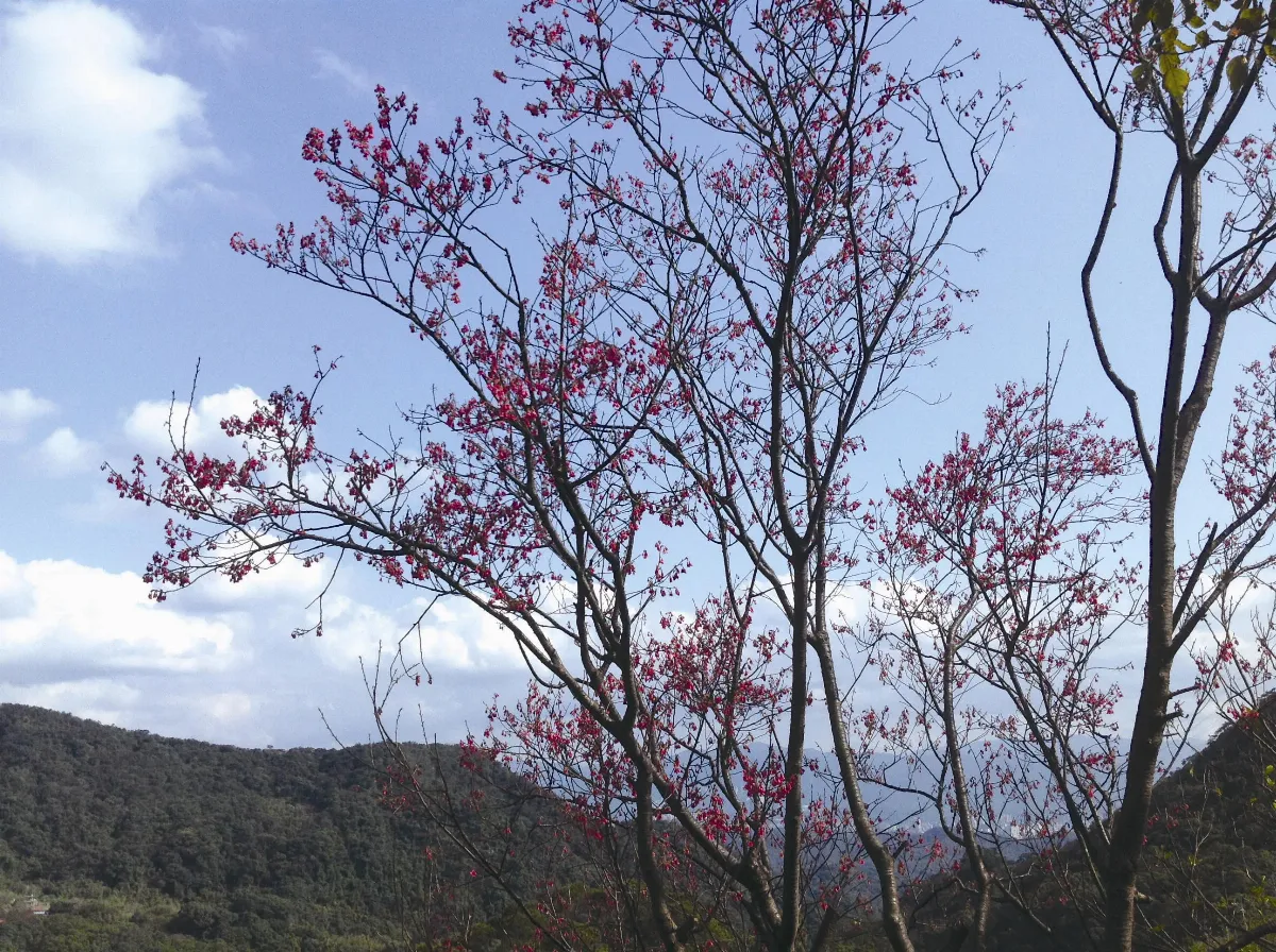 海闊天空 碧山巖 春意祈福遊