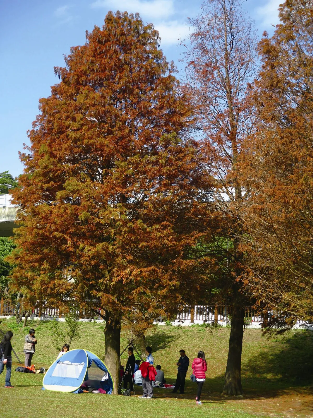 印象旅人 落羽松紅