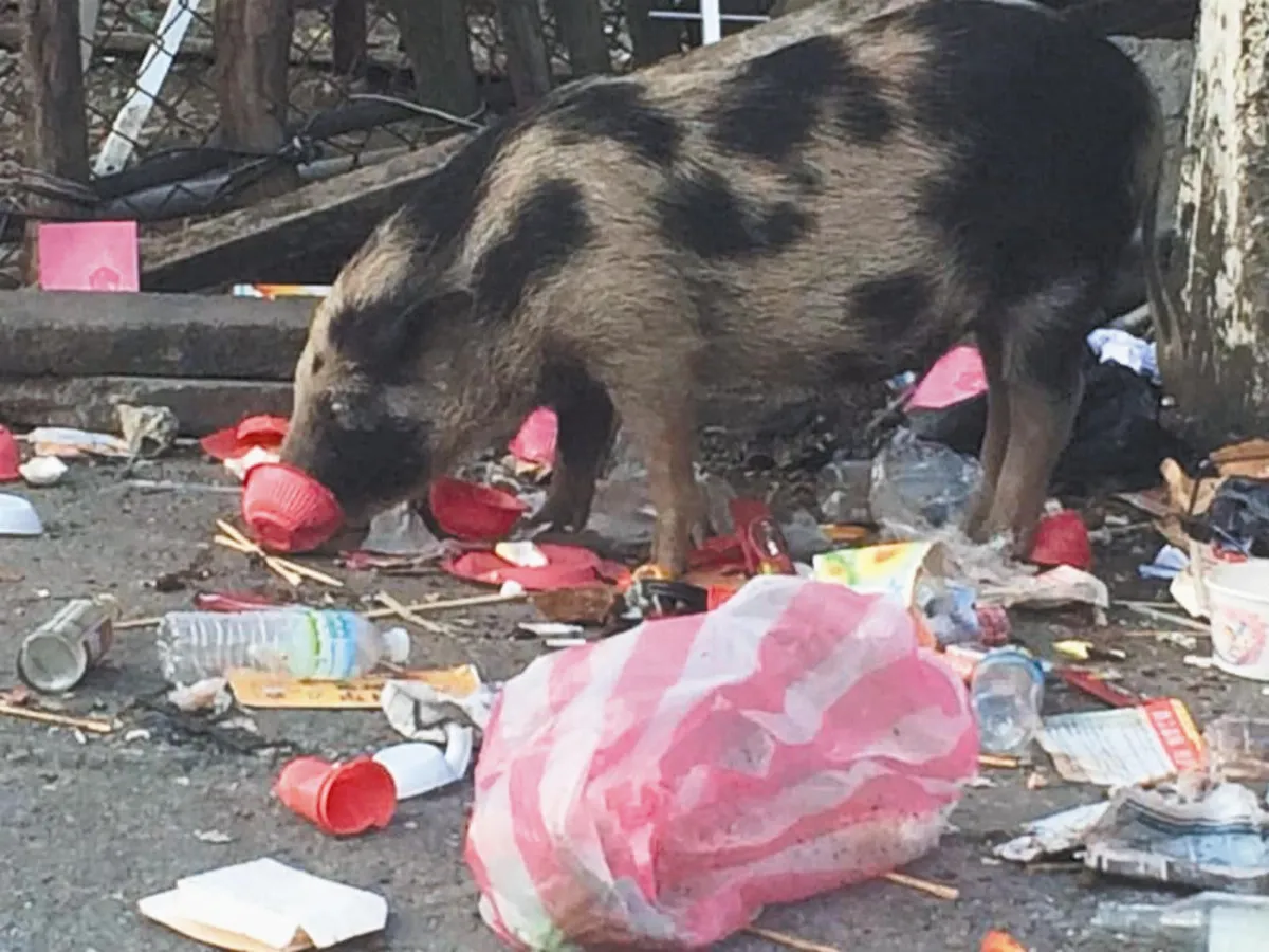 動物看守所 蘭嶼將成立