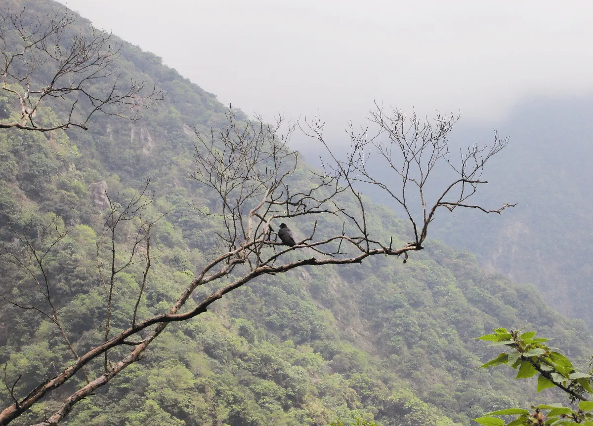 旅行快門 美景，人鳥共賞