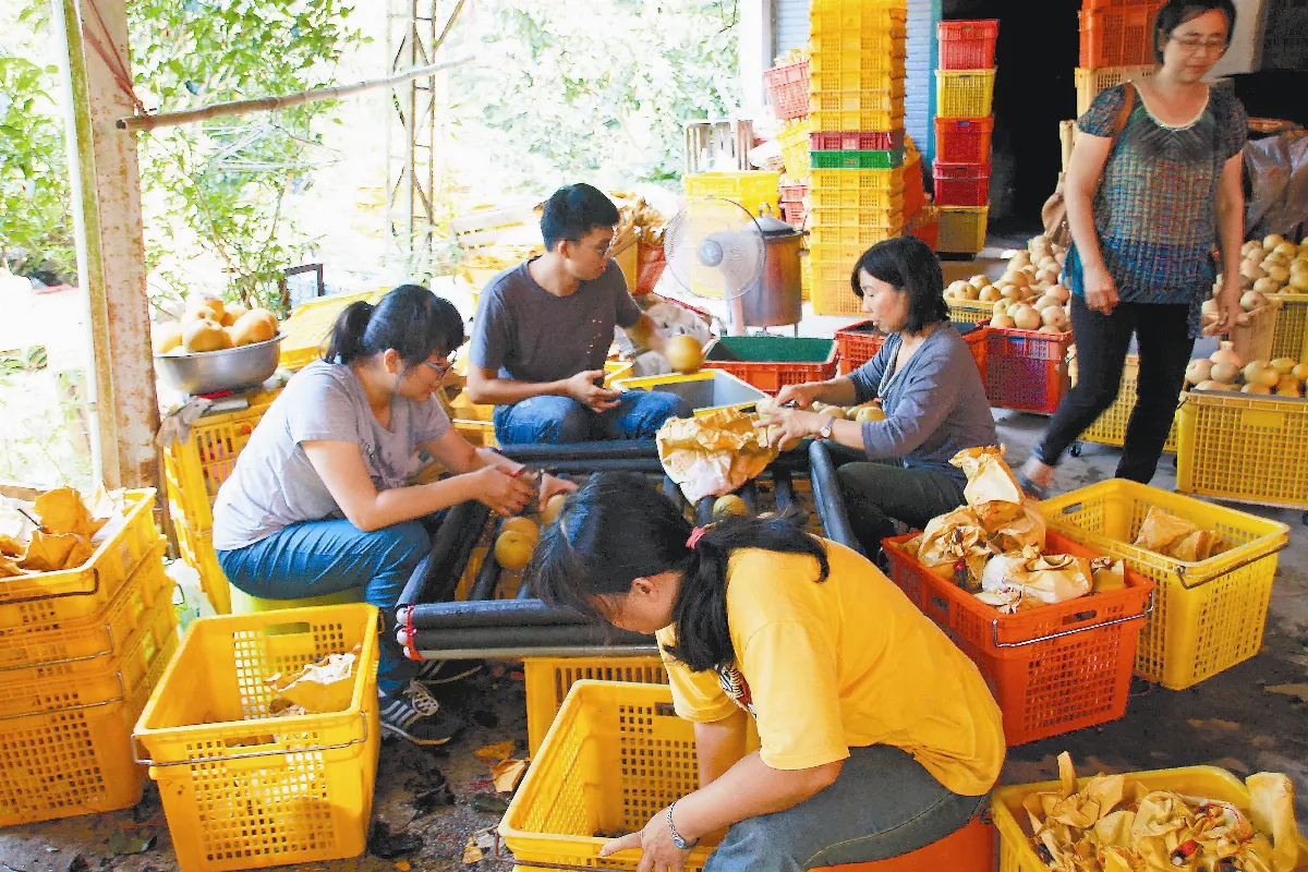 大學生賣梨 拯救社區經濟