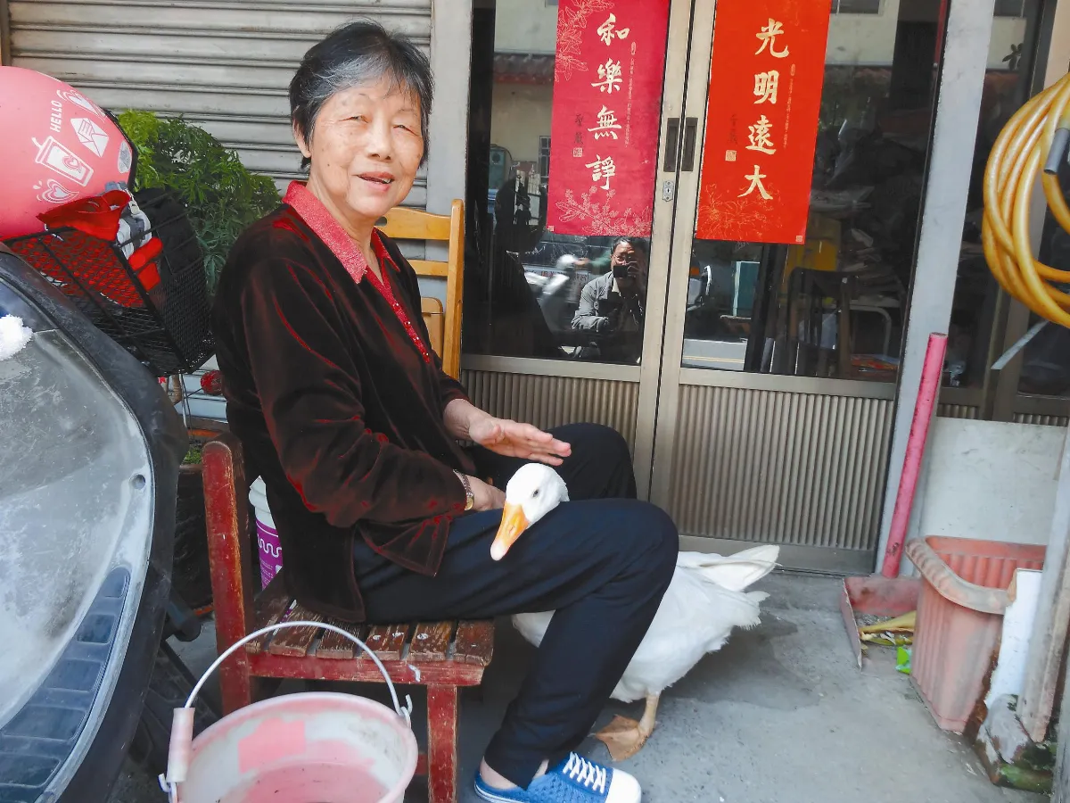 幼鵝落難求救 阿嬤：定有因果