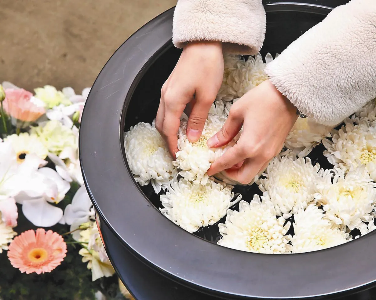白色菊花悼白色恐怖