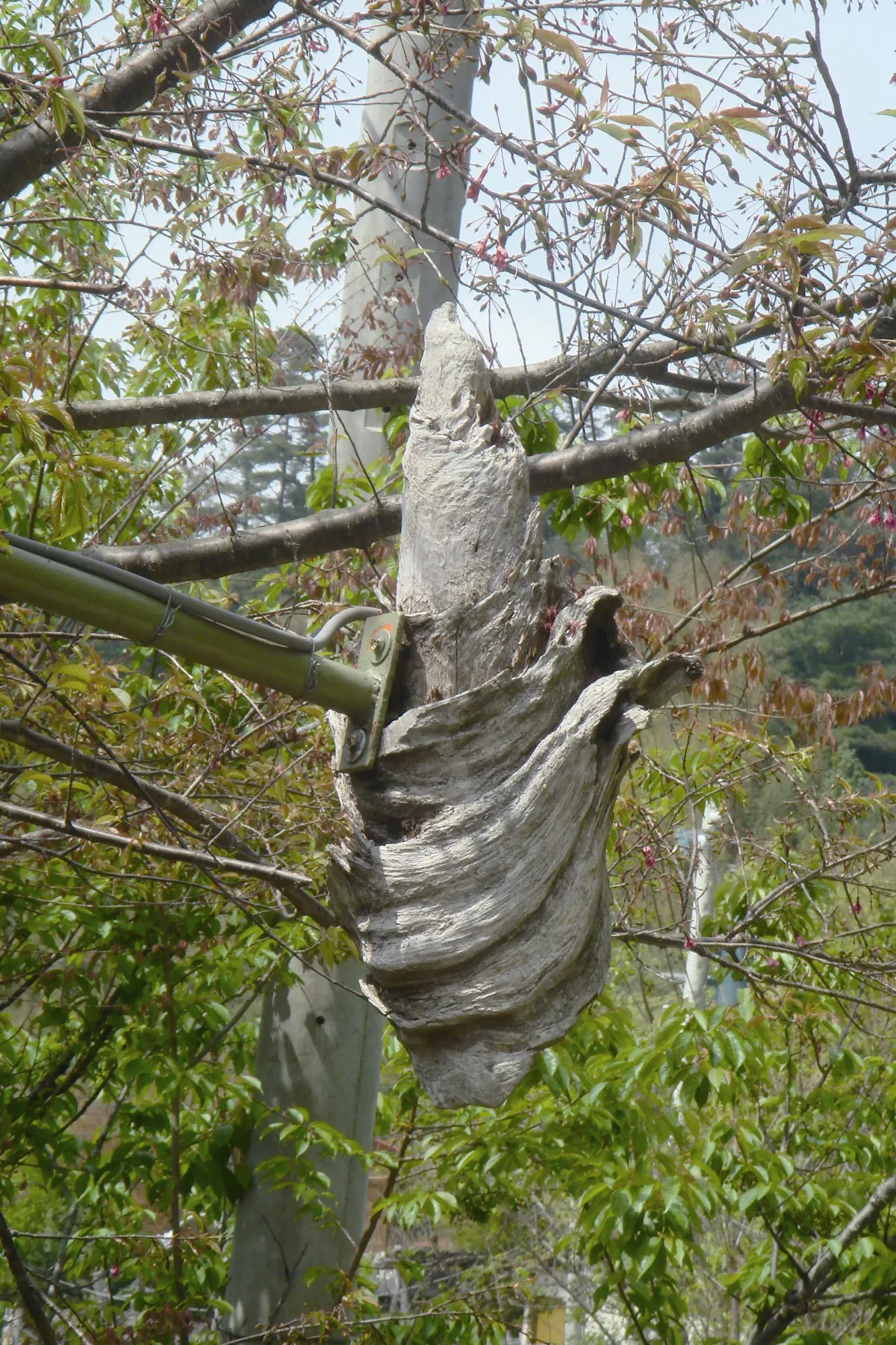 海闊天空 司馬庫斯部落 從黑暗到天堂
