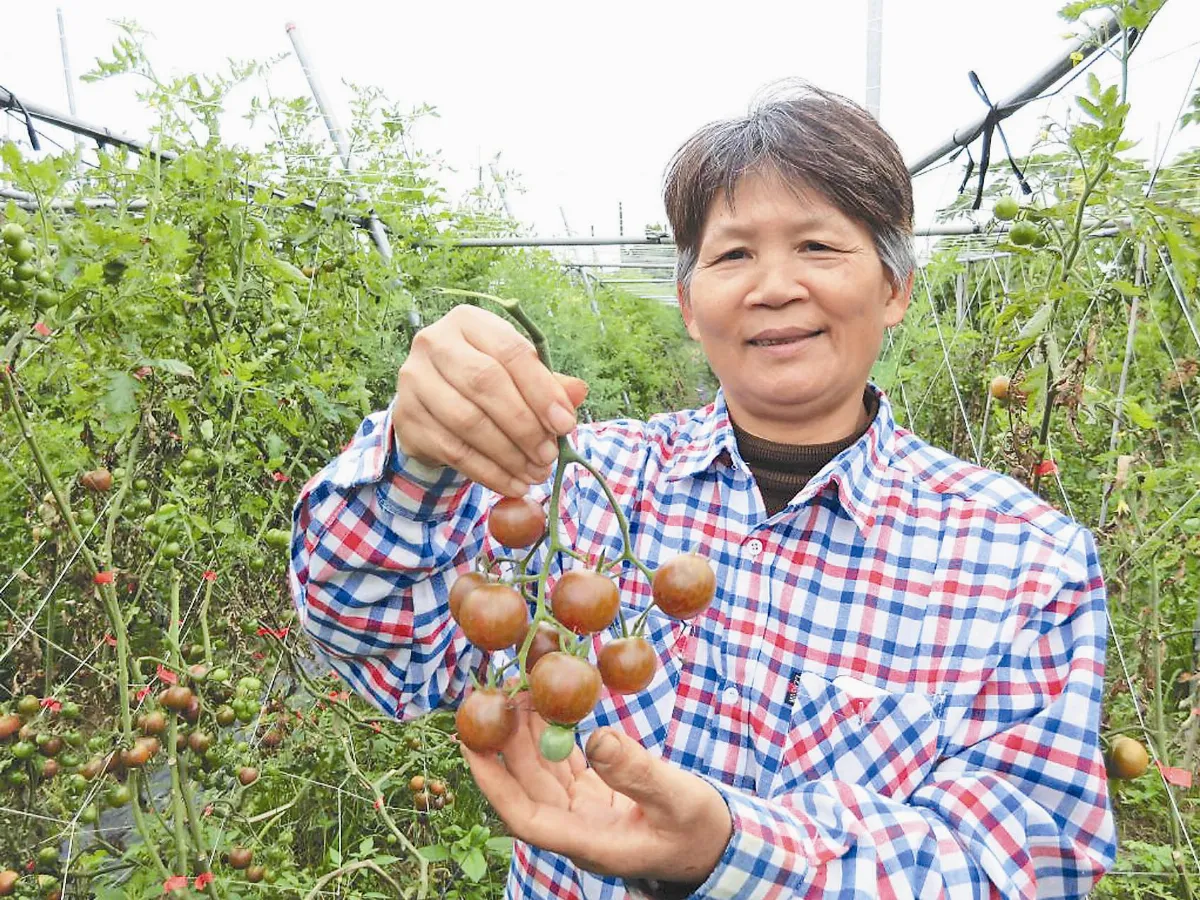 鄭玉芬為愛女 不開小黃做果農