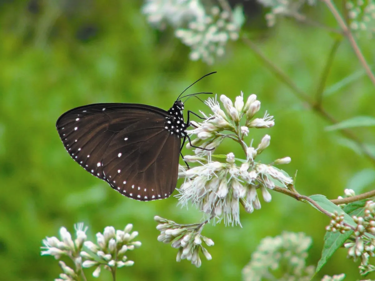 小百科     紫斑蝶