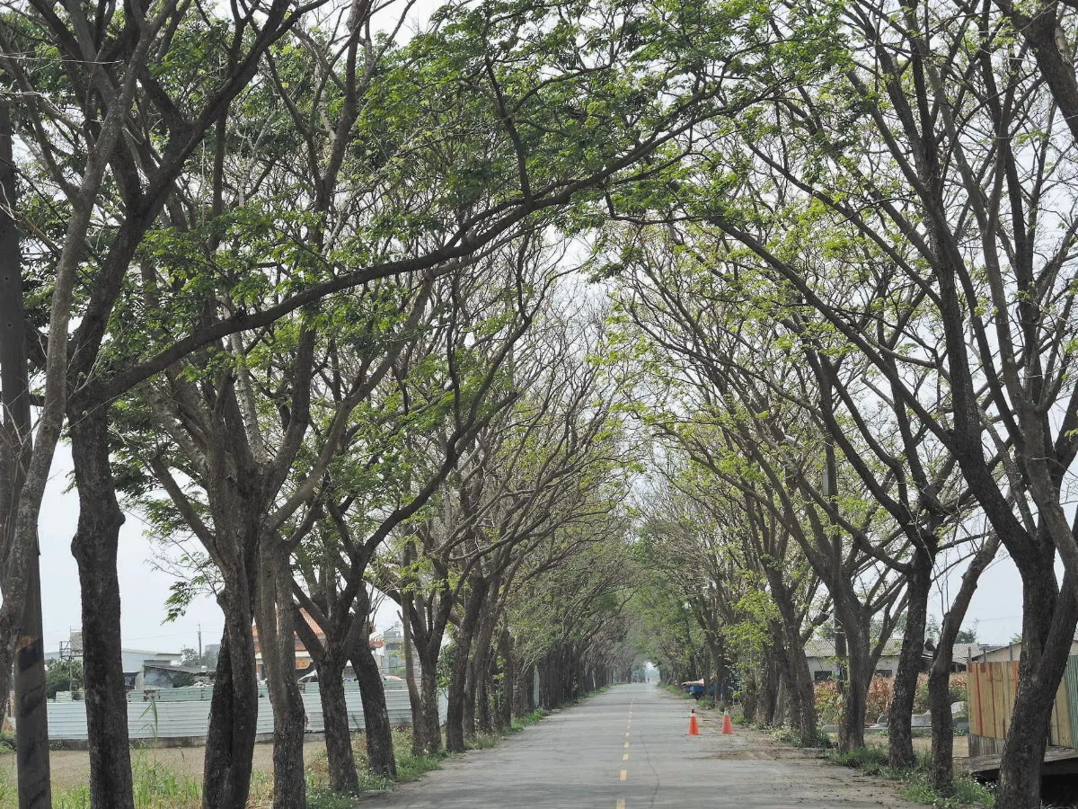 天氣太冷 紫檀綠隧延後成蔭
