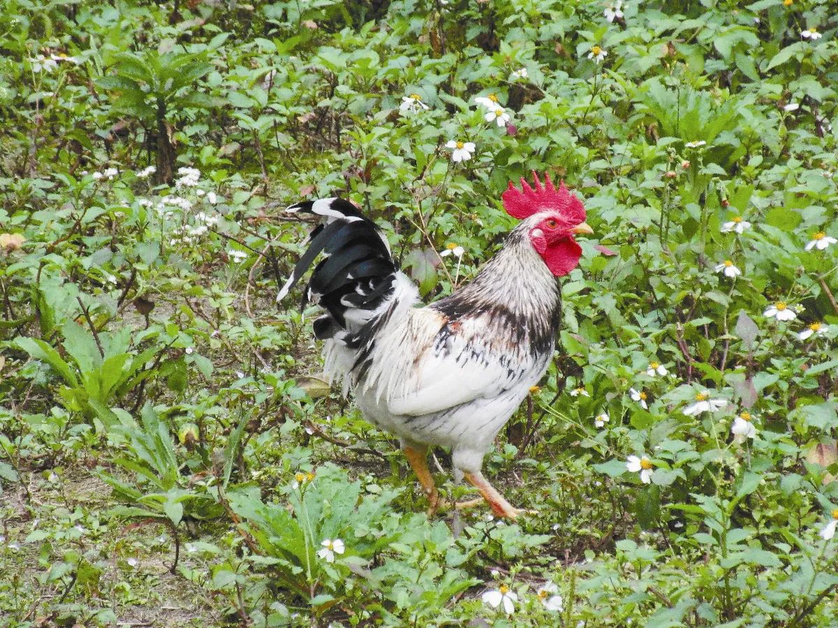 生活快門 都市裡的雞