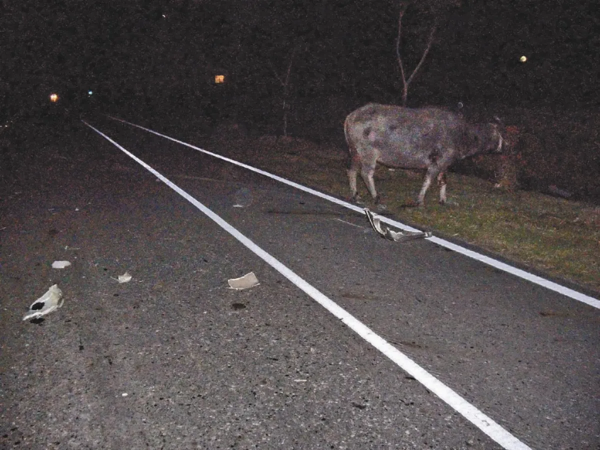 百萬賓士撞牛群 車毀牛落跑