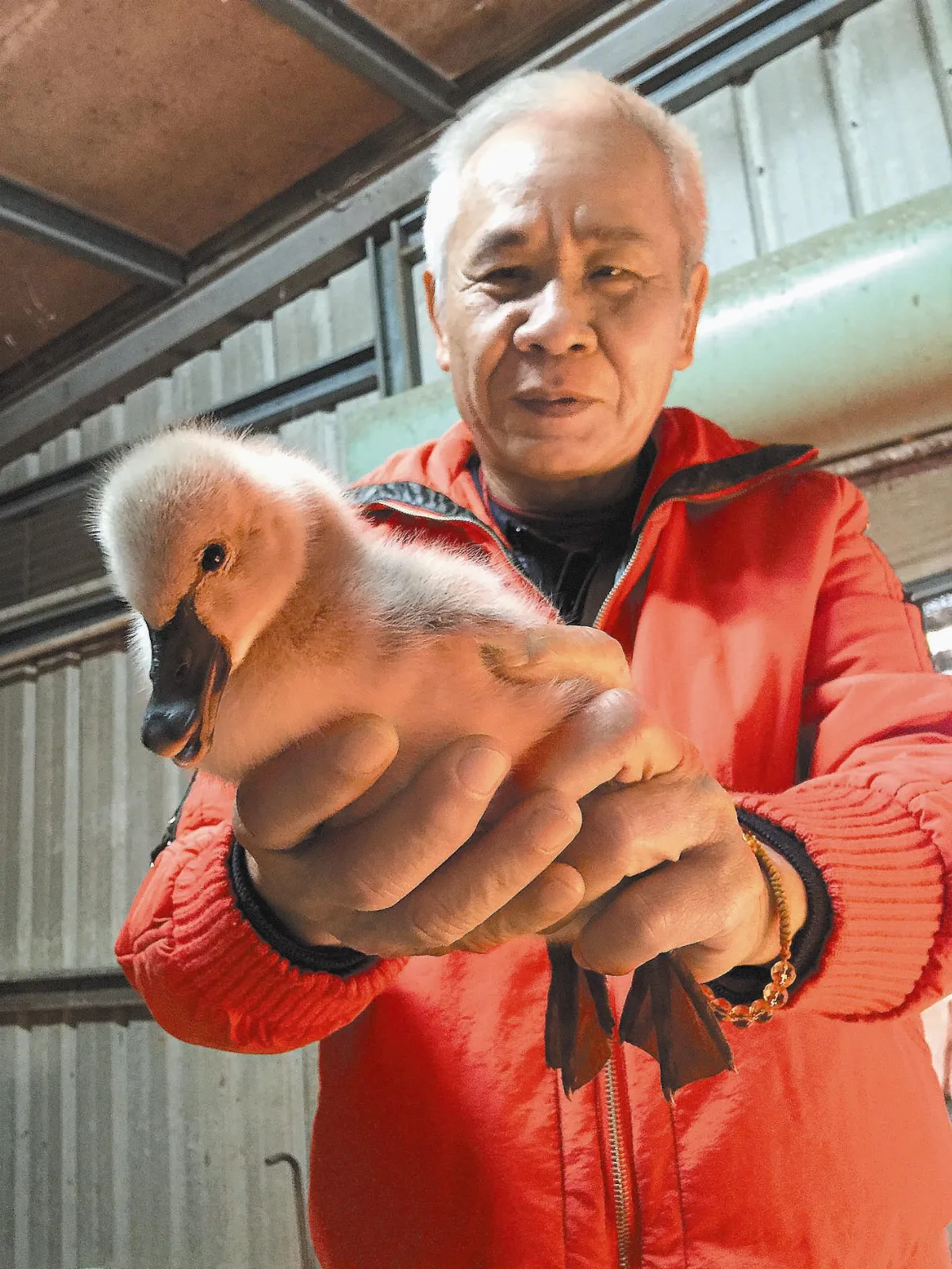 黑天鵝大小事 郭爸料理1/4世紀