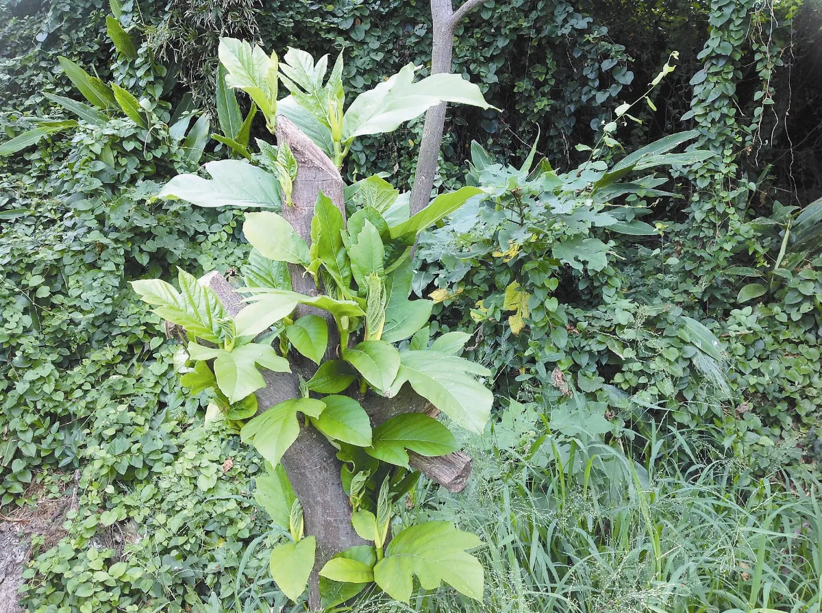 人間植物禪 腰斬之後