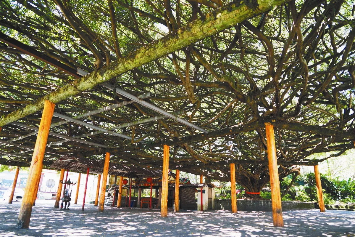 樹冠面積250坪29根水泥柱支撐