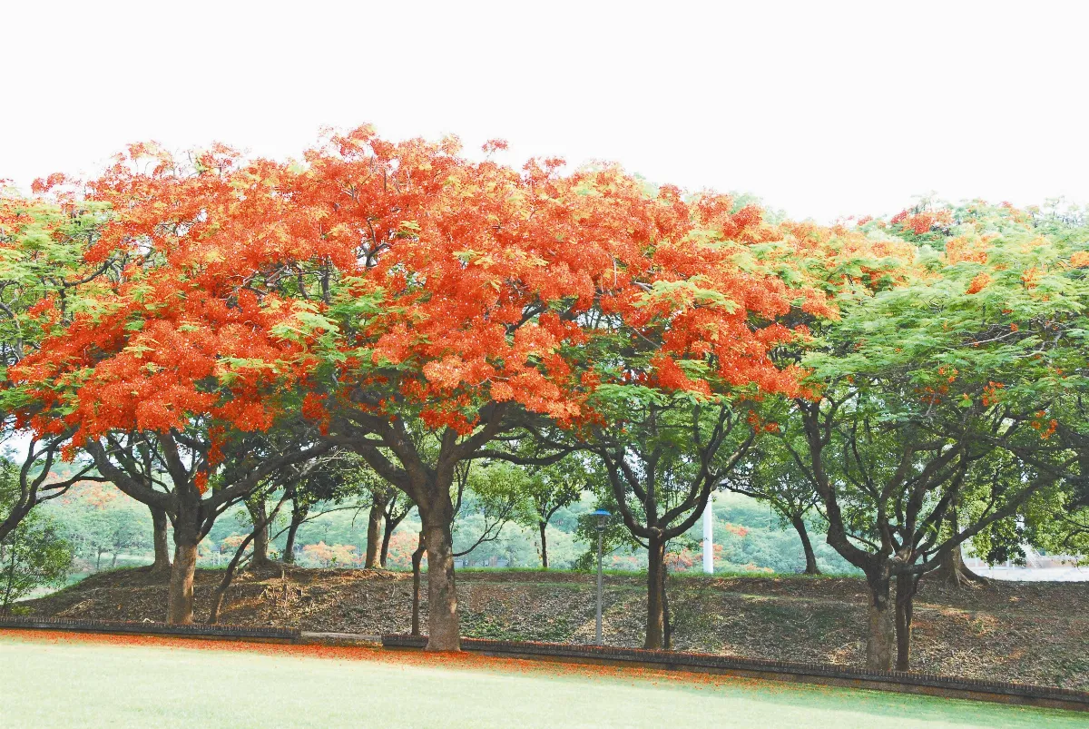 4月台灣繽紛錄 暖冬延後花期