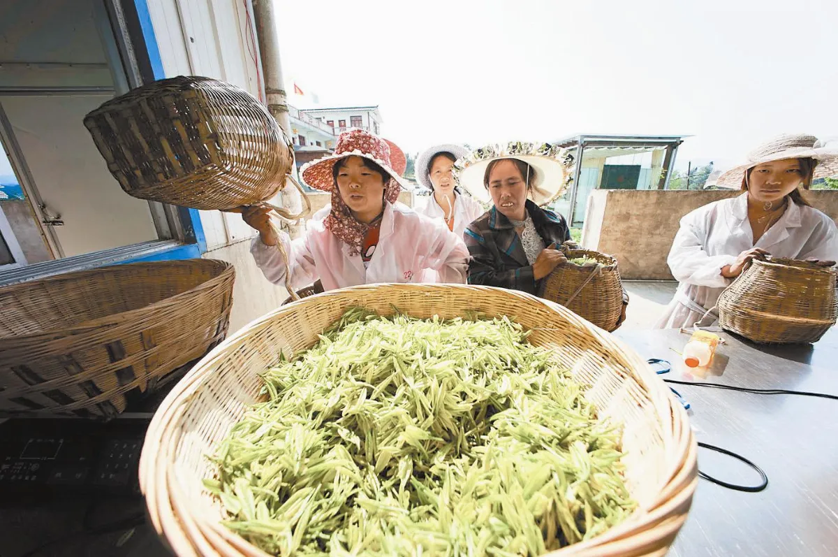 貴州茶香 打造茶葉大省