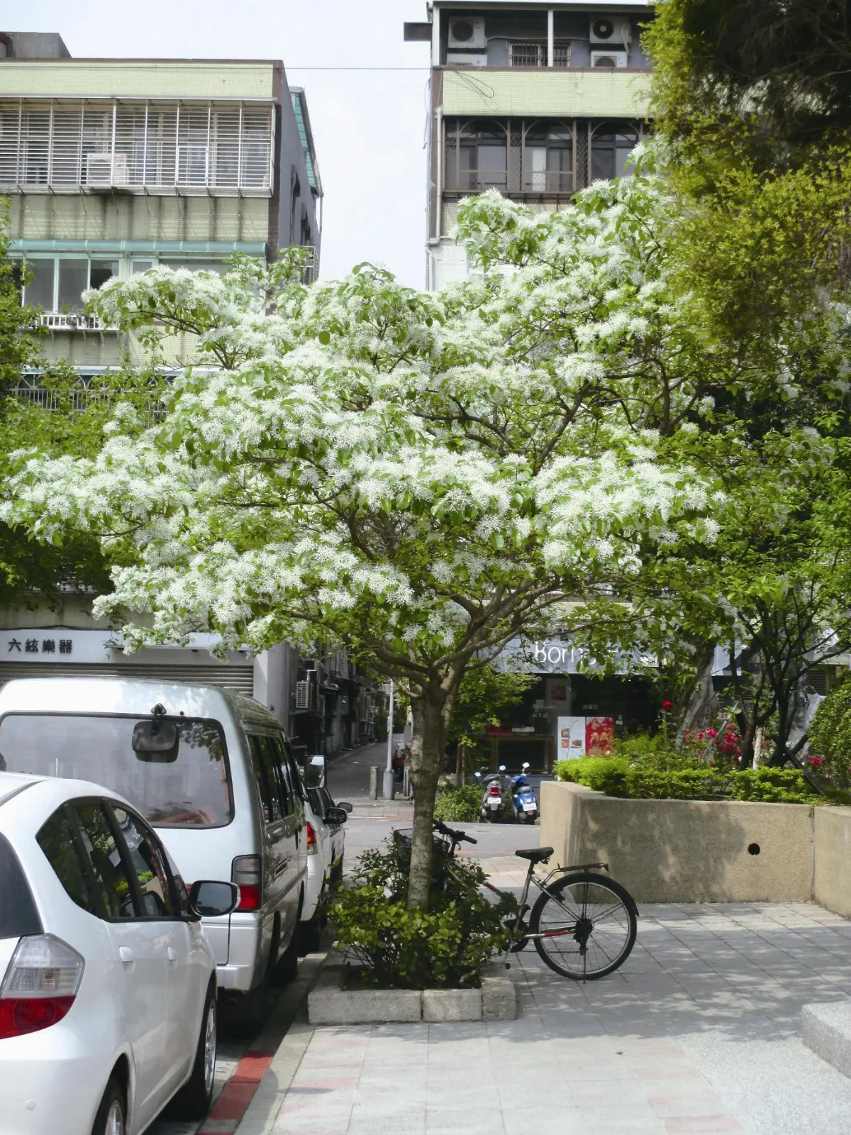 印象旅人 流蘇  舞在春風中