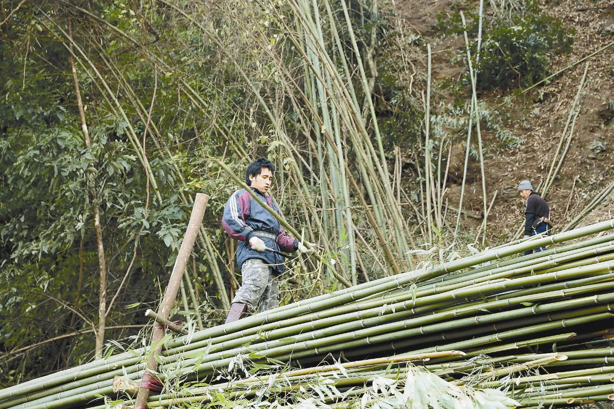尖石竹聯幫 砍竹製劍賺外匯
